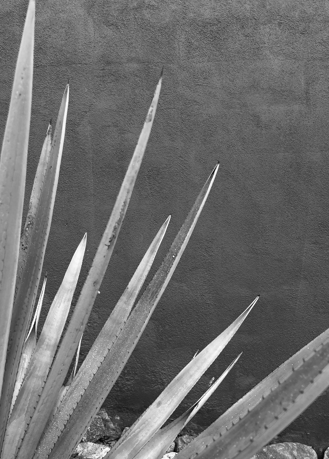 Minimal interior scene with agave plant, representing YUCCA Shop All Home collection of artisan ceramics, candles, and modern décor
